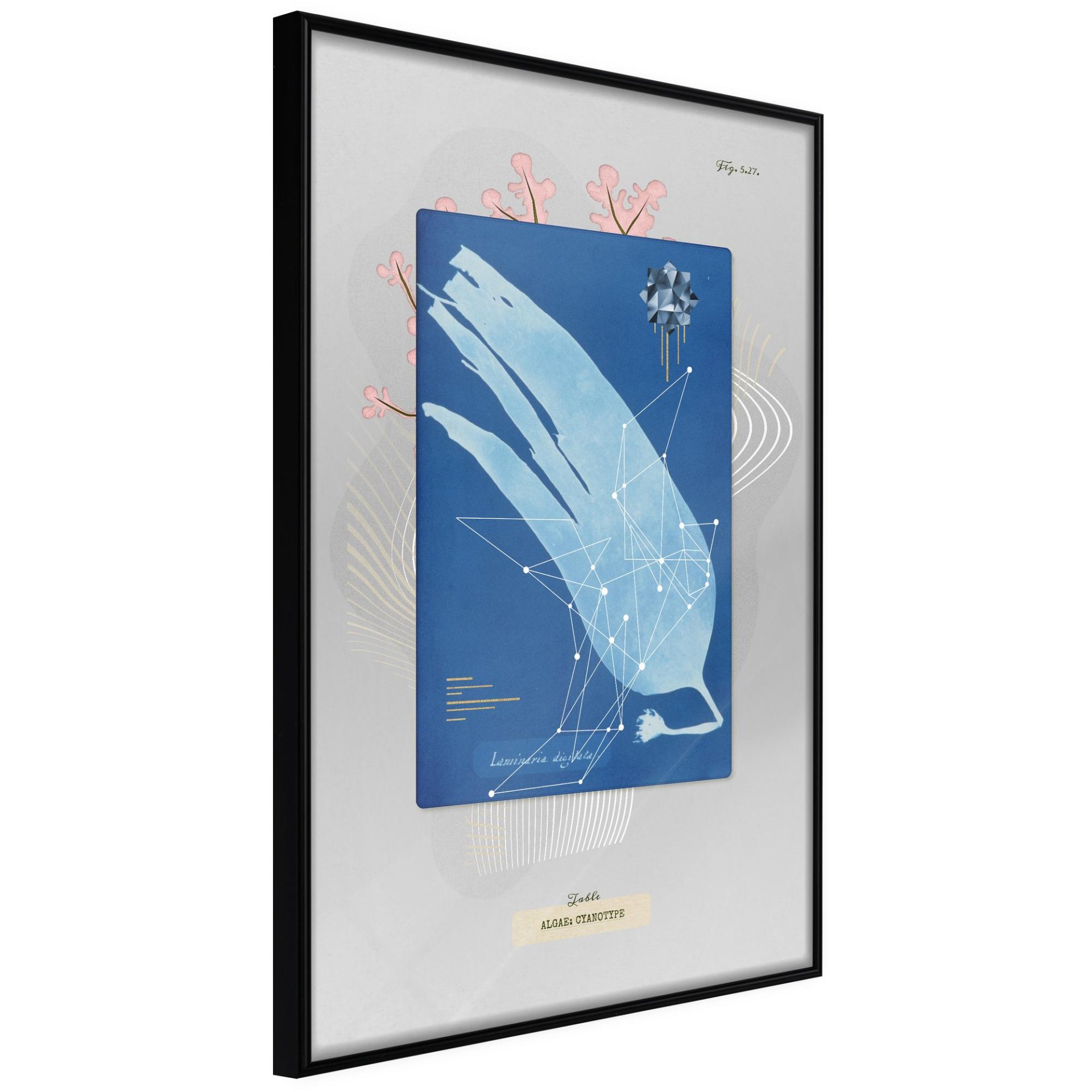 Alga Cyanotype - Afbeelding 2